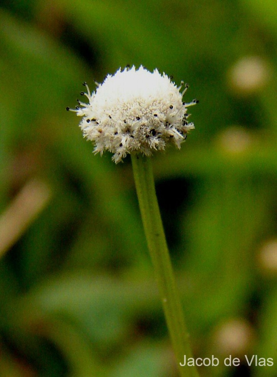 Eriocaulon quinquangulare L.